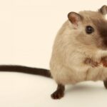 Ratinho