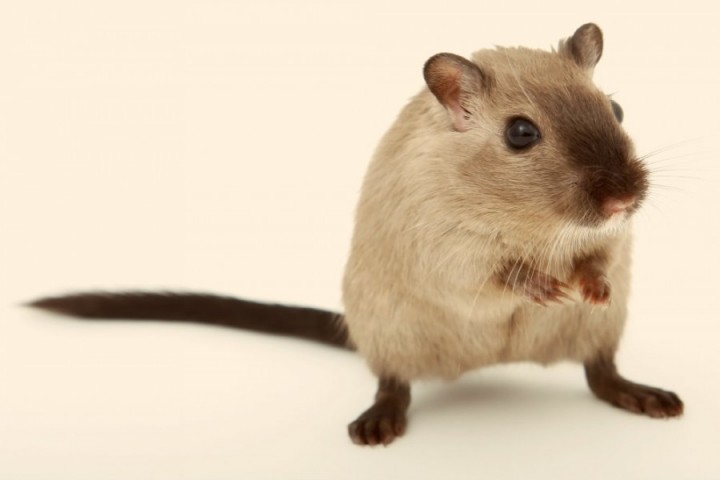 Ratinho