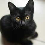 Gatinho