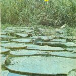 Anuário Evangélico 1975