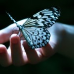 Borboleta2023.