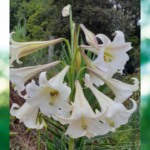 flores