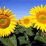 Festa da Primavera