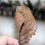 Pessoas com Deficiência