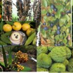 FrutasNativas