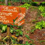 Horta comunitária - plante amor