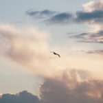 A silhouette of a flying bird with a cloudy sky in the background