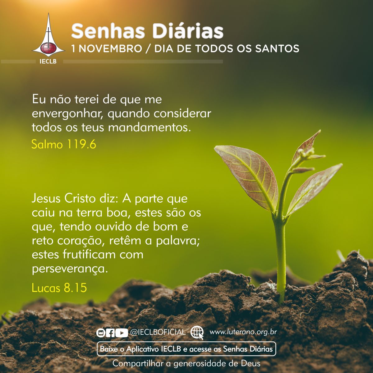 Senhas Diárias 01 11 2025