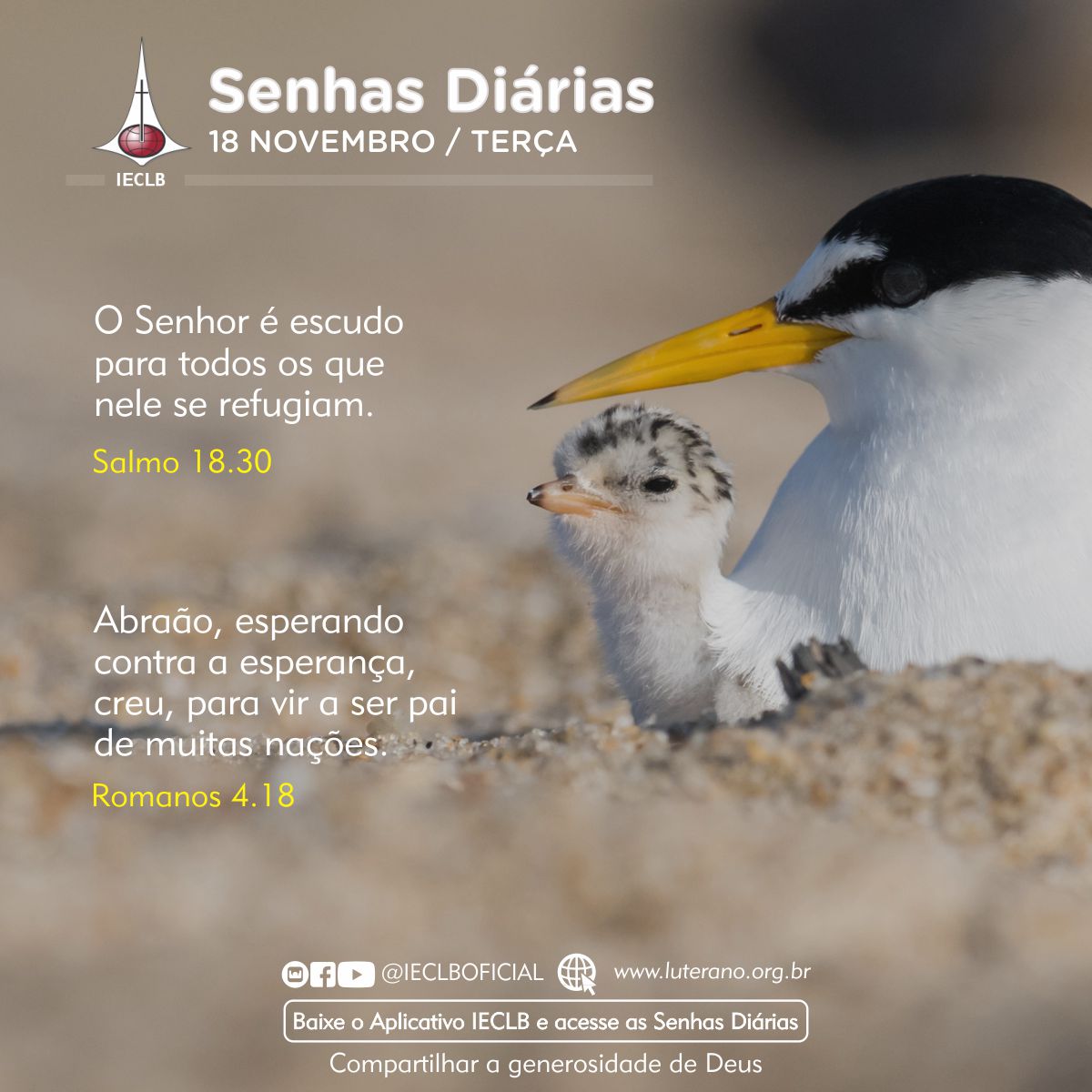 Senhas Diárias 18 11 2025