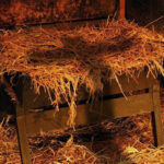 Meditação Manjedoura