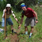 Plantio de árvores (1)