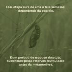Meditações quaresma - o casulo