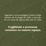 Meditação quaresmal - ovo3