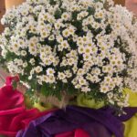 WhatsApp Image 2026-03-12 at 16.22.16