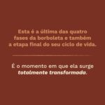 Meditações quaresma e páscoa - borboleta