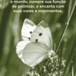 Meditações quaresma e páscoa - borboleta