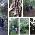 Seminário Galo Verde