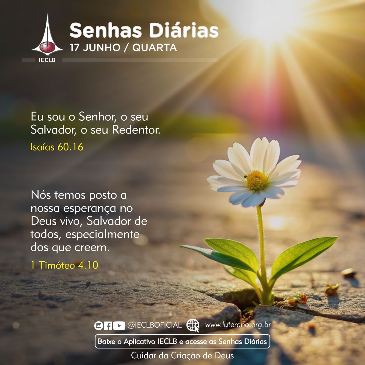 Senhas Diárias 17 06 2026