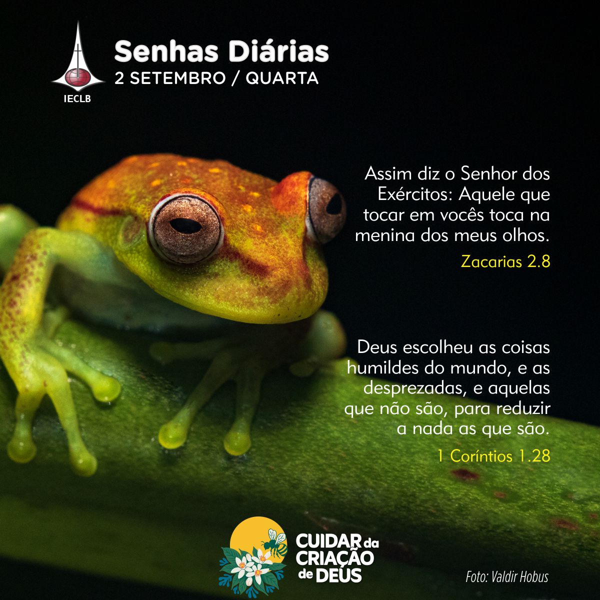 Senhas Diárias 02 09 2026