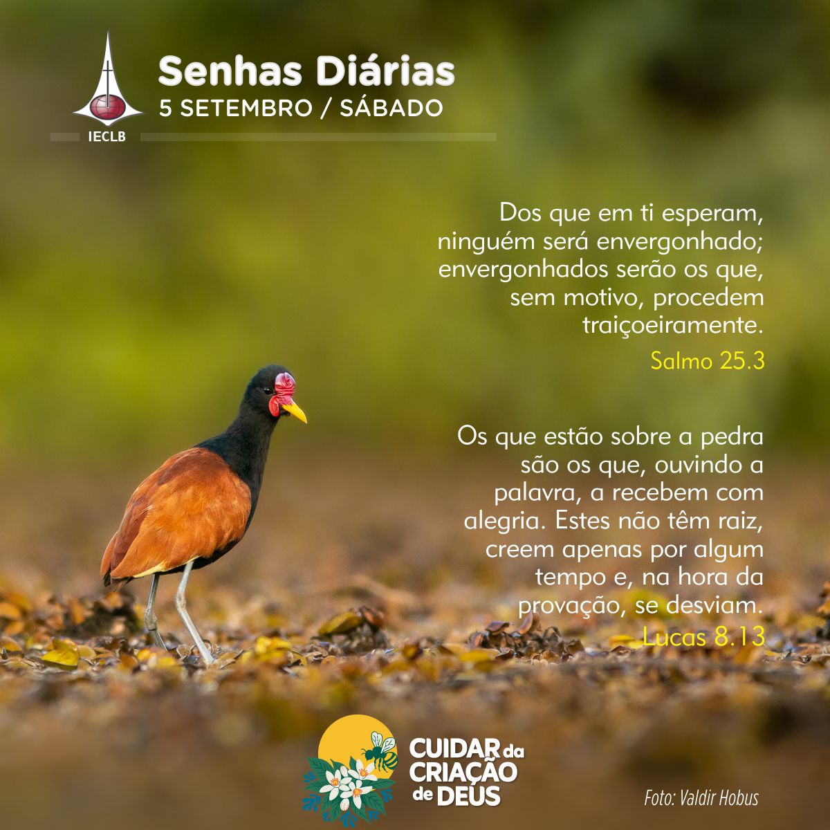 Senhas Diárias 05/09/2026