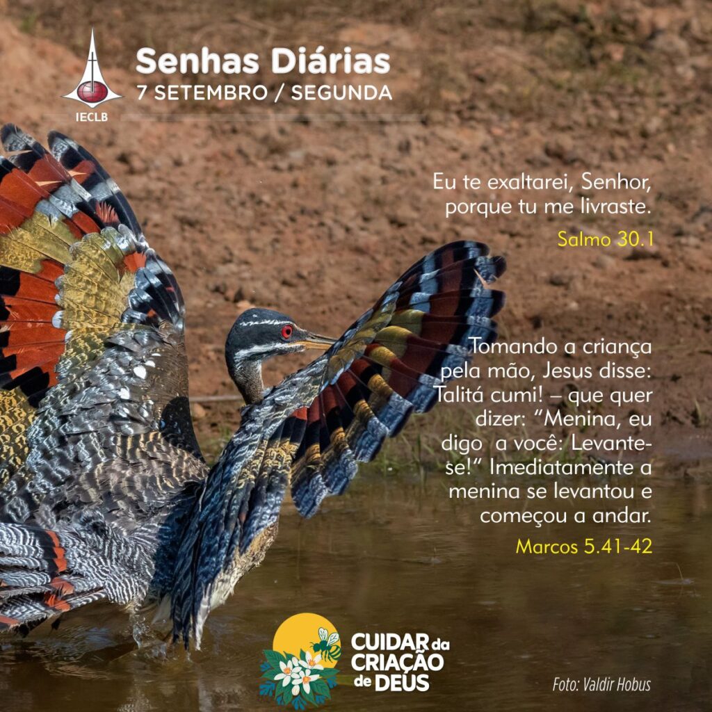 Senhas Diárias 07/09/2026