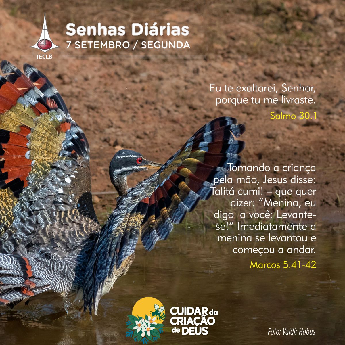Senhas Diárias 07/09/2026