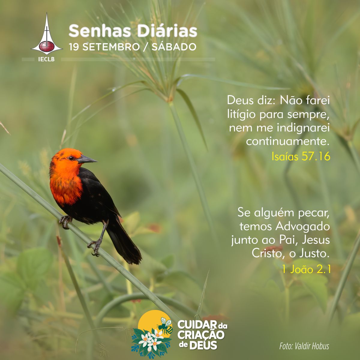 Senhas Diárias 19/09/2026