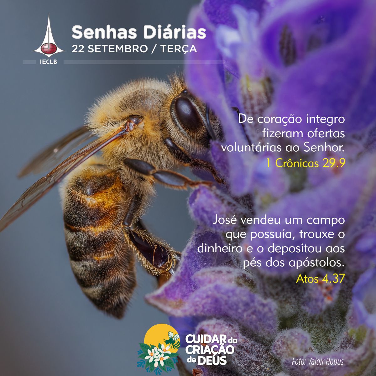 Abelha - senhas diárias 22 09 2026
