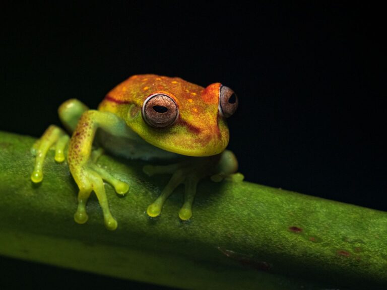 02 09 - perereca hypsiboas puntatus_HOB8268