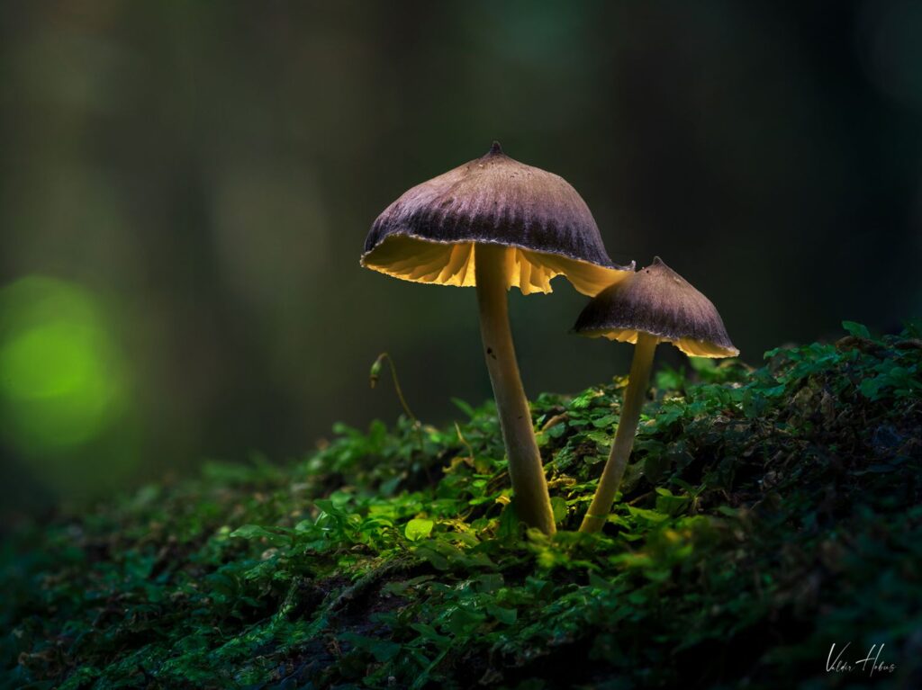 Cogumelos
