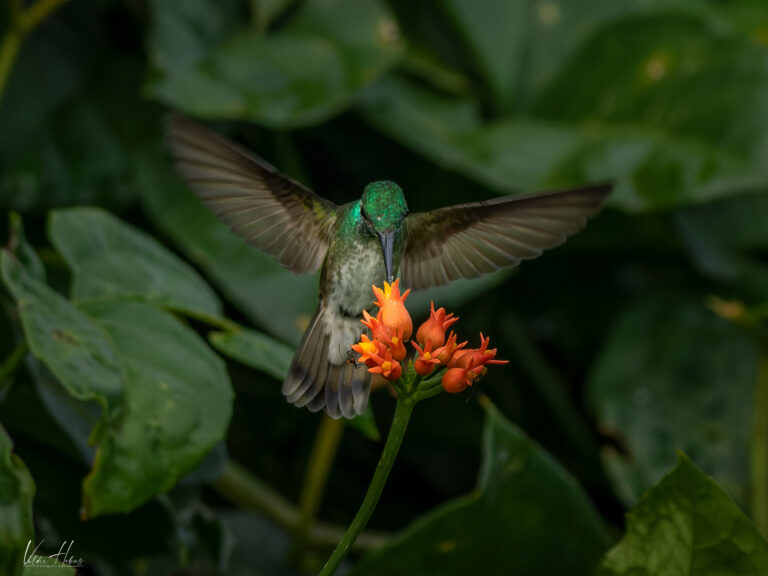 beija flor tesoura verde