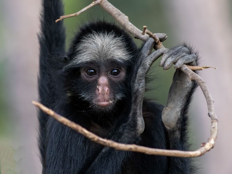 macaco aranha de cara branca