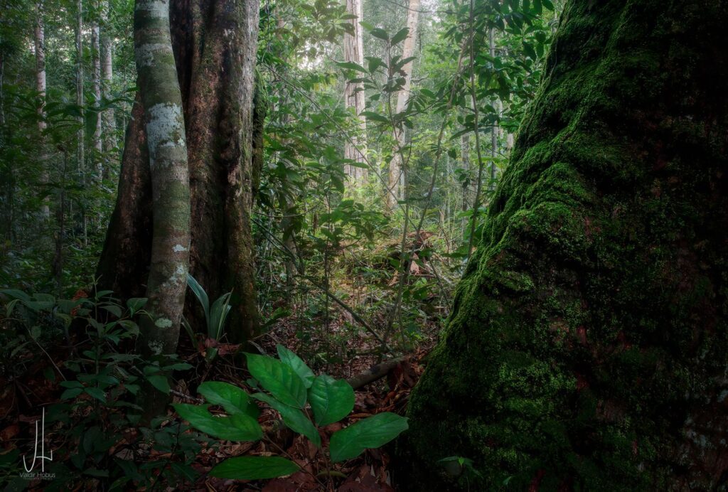 Floresta Amazônica