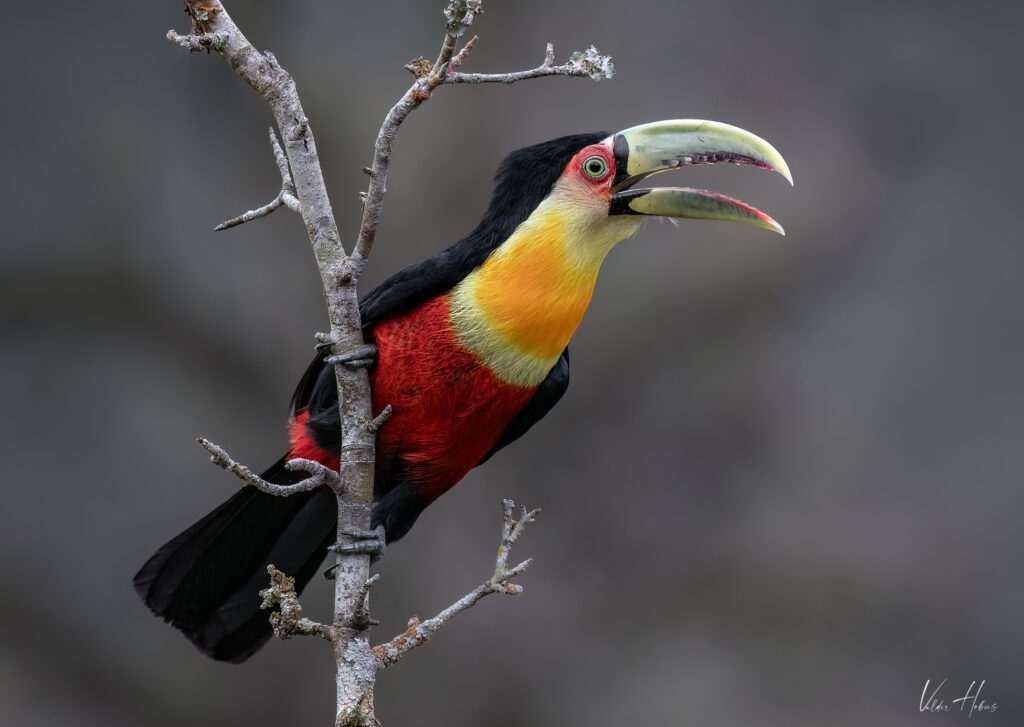 Tucano de bico verde
