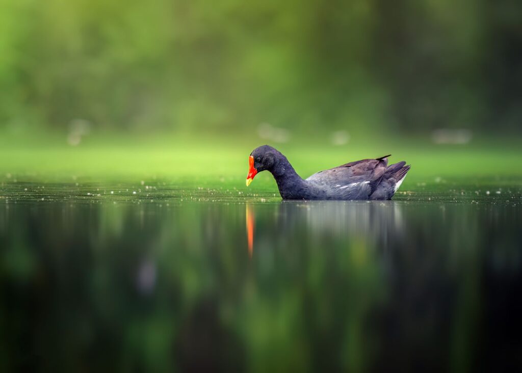 frango-d’água