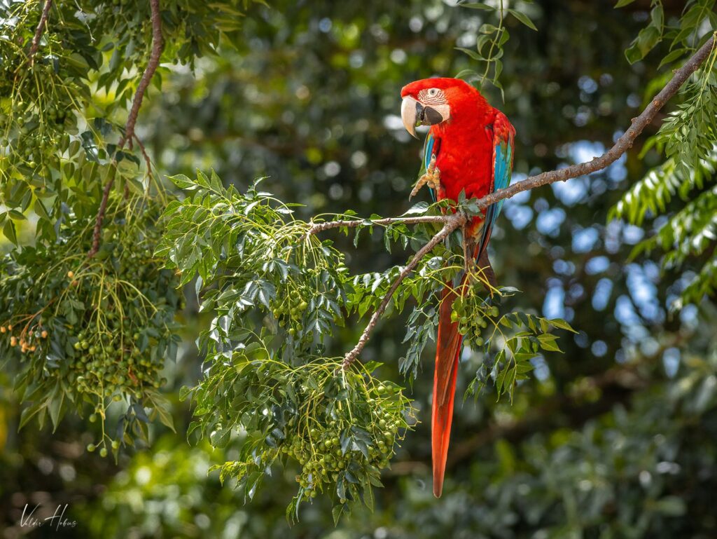 arara vermelha