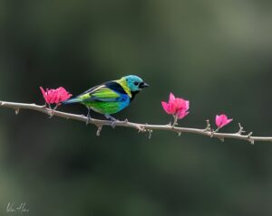 Saíra sete cores