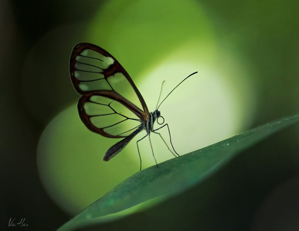 Borboleta de vidro