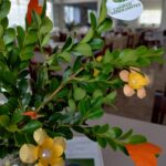 202610174-ILCV-2º Café-Armin-01