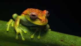02 09 - perereca hypsiboas puntatus_HOB8268