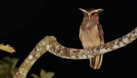 Coruja de Crista