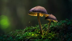Cogumelos