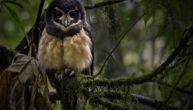 Murucututu de barriga amarela