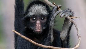 macaco aranha de cara branca
