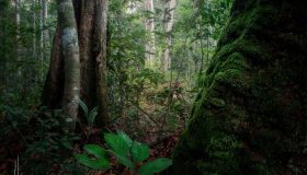 Floresta Amazônica