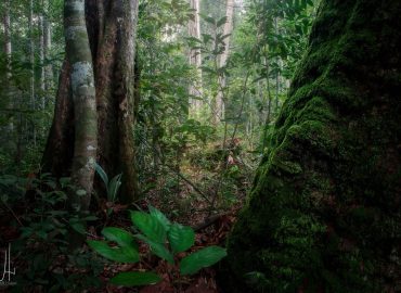 Floresta Amazônica