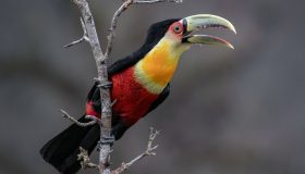 Tucano de bico verde