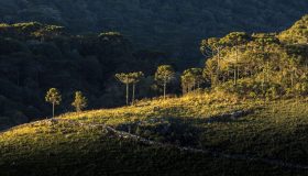 araucária