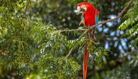 arara vermelha