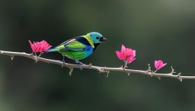 Saíra sete cores
